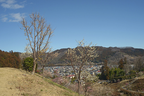 Photographed the state of plum blossoms in Ome in 2024 at their peak, photo data March 2024, Tokyo, Ome City,