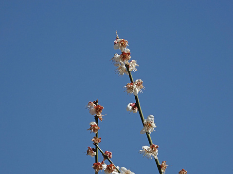Photographed the state of plum blossoms in Ome in 2024 at their peak, photo data March 2024, Tokyo, Ome City,
