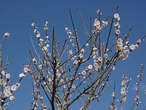 Photographed the state of plum blossoms in Ome in 2024 at their peak, photo data March 2024, Tokyo, Ome City,