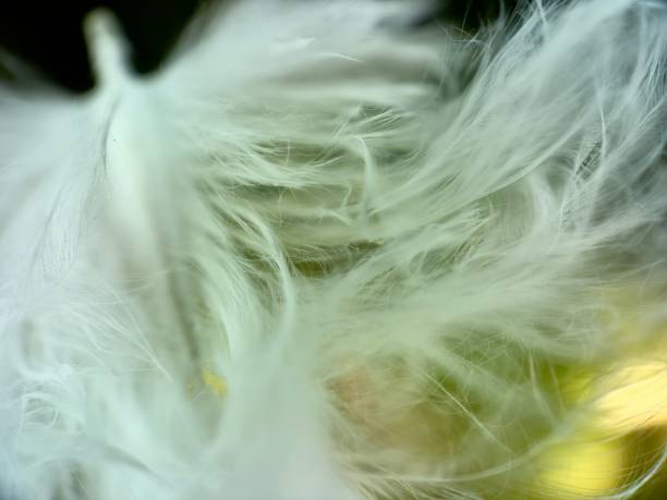 Colorful budgerigar feathers on white background, copy space for text
