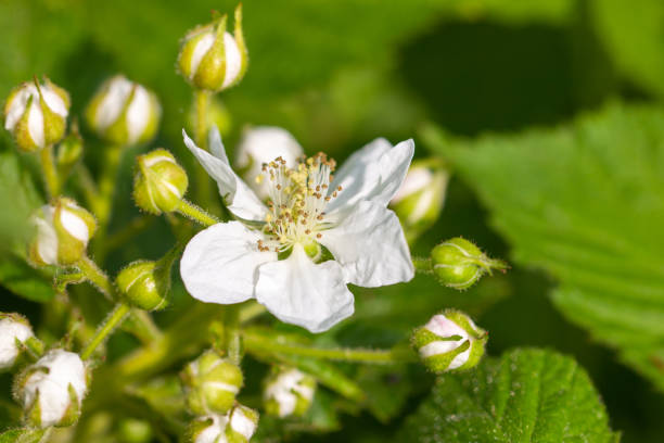 istock White flower on blackberry in spring 2052821238