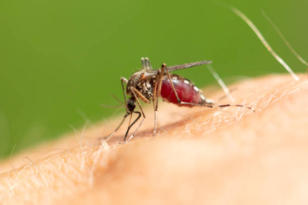 istock The mosquito sits on human skin and bites. 2052826497
