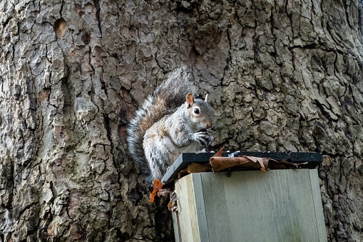 A small brown squirrel in London sits ona. box with a tree in the background