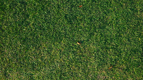 Green Grass Texture Background Top View