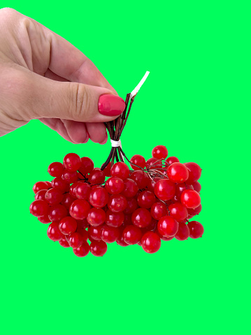 A Fresh Bunch of Vibrant Red Currants. Handpicked Juicy Berries Isolated on Green Background