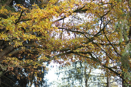 Yellow leafes on trees