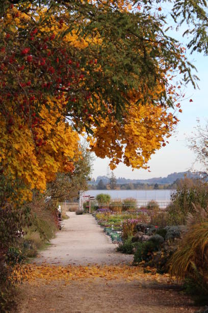 разноцветные листья с садом - autumn light leafes color image стоковые фото и изображения