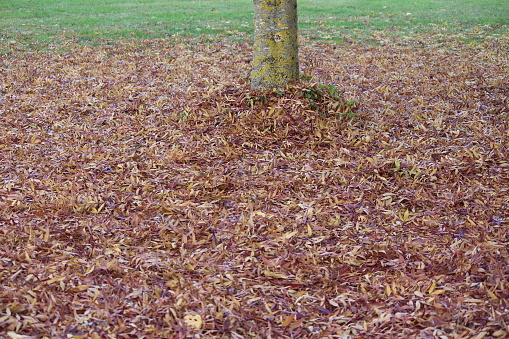 Fallen leafes on the ground