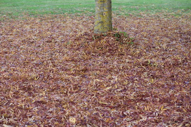 разноцветные листья на земле - autumn light leafes color image стоковые фото и изображения