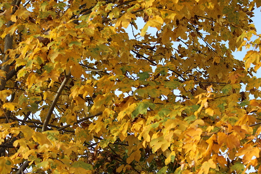 Yellow leafes
