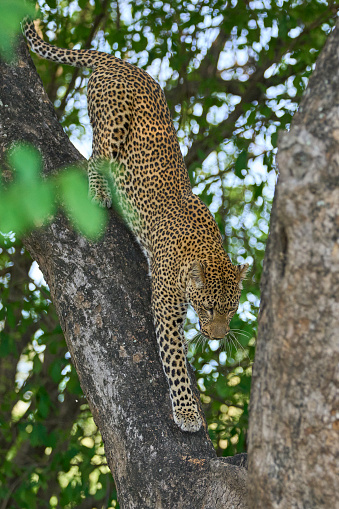 Female Leopard (Panthera pardus) descending from a tree in South Luangwa National Park, Zambia
