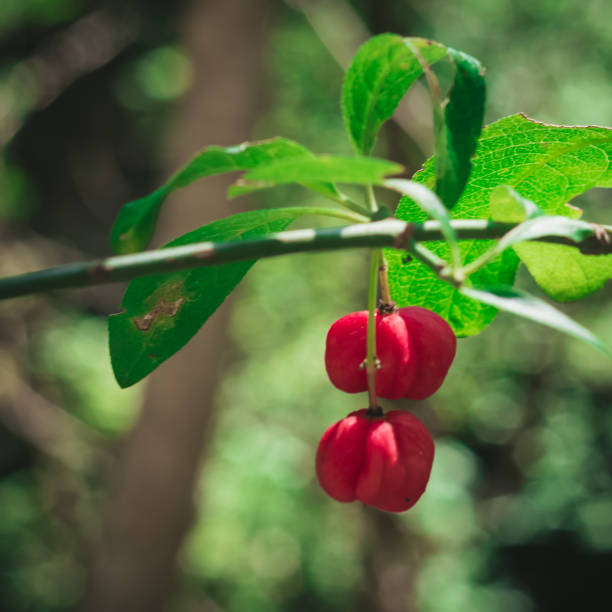 Spindle Tree Spring 430개 이상의 Spindle Tree 스톡 사진, 그림 및 Royalty-Free 이미지 - iStock