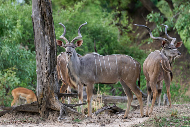 istock Male Greater Kudu 2052879691
