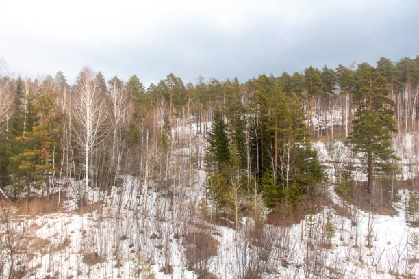 Birch forest in early spring. Early spring forest. Early spring forest. the first warm days.