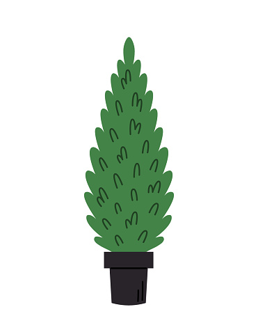 Thuja. Evergreen coniferous plant in a pot. Green cone shaped tree. Vector illustration in flat cartoon style.