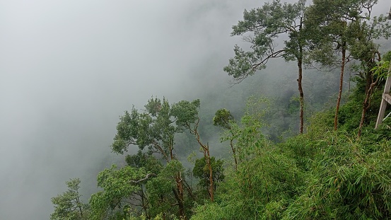 Smokey rain forest