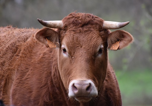 Une vache brune avec des cornes, regardant en face d’elle, dans la campagne