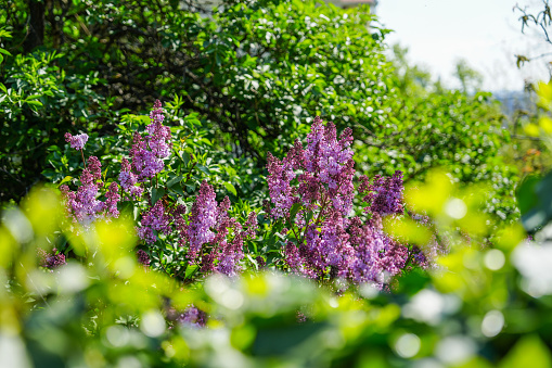 Soft purple lilac blossom close up. Spring season in german garden.