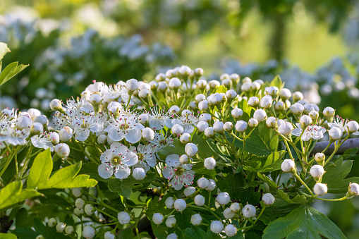 Close up of blossoming Hawthorn plant