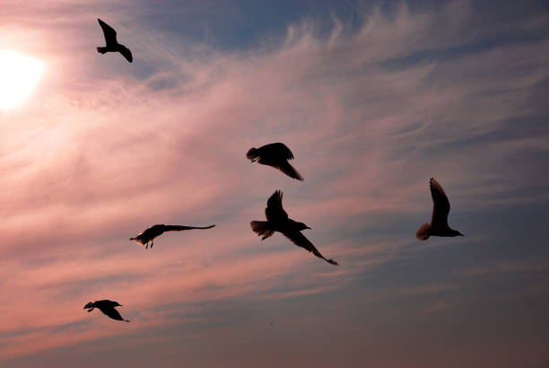 Seagulls flying in blue sky