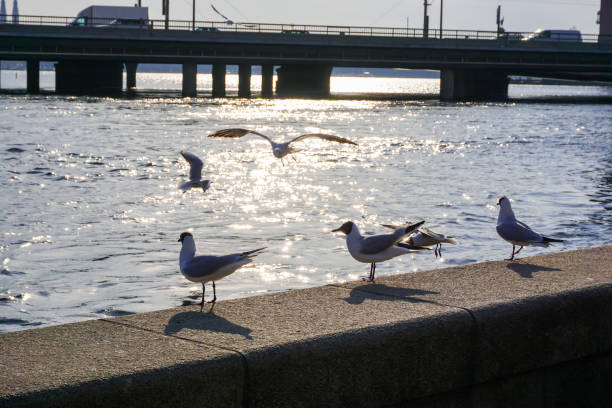 a flock of seagulls standing on a dock next to a river