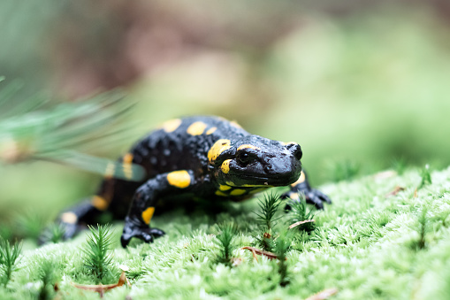Spotted adult fire salamander on green moss close up. Wildlife photography