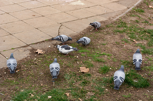 This lively image captures a moment of communal joy as a flock of pigeons pecks at food scattered across a lush green lawn in a park. The sunlight of an early spring day enhances the scene, casting soft shadows and highlighting the vibrant green of the grass and the varied hues of the pigeons' feathers. This scene encapsulates the simplicity of nature's interactions and the beauty of urban wildlife coexisting with human spaces. Perfect for projects that aim to depict the harmony of urban nature, the changing seasons, or the simple pleasures of animal behavior.