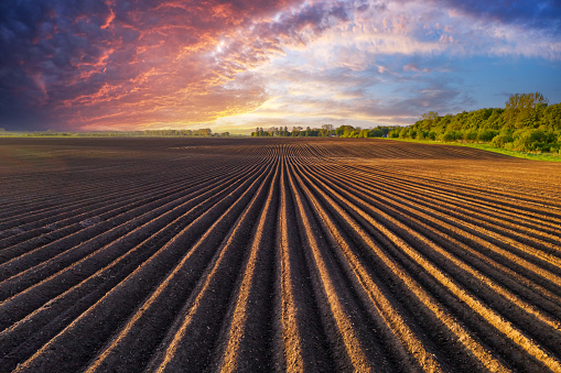 Agricultural field with even rows in the spring. Growing potatoes. Purple sunset clouds in the background
