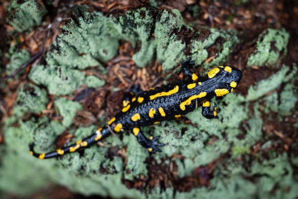 Adult Fire Salamander (Salamandra salamandra) Walking in Rocky Stream
