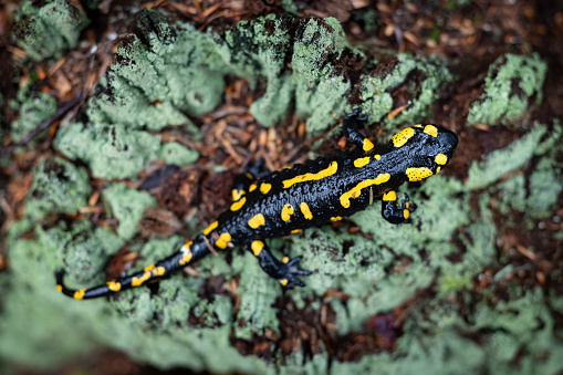 A mature spotted fire salamander on an aged tree stump covered in green moss