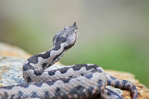 istock Nose-Horned Viper male preparing to strike 2052996123