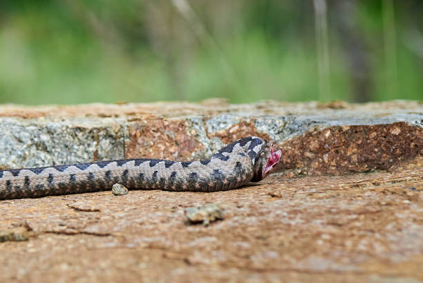 istock Nose-Horned Viper male preparing to strike 2052996668