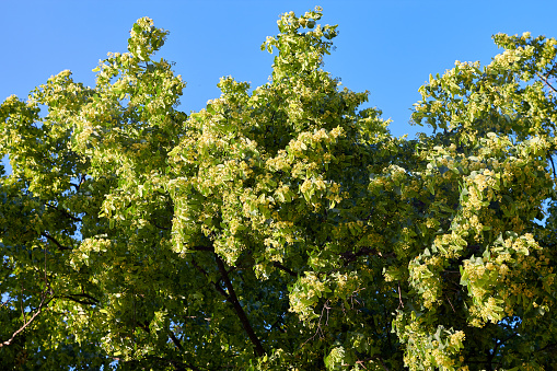 Crown of a tree of blossoming linden. Linden green foliage against a blue sky
