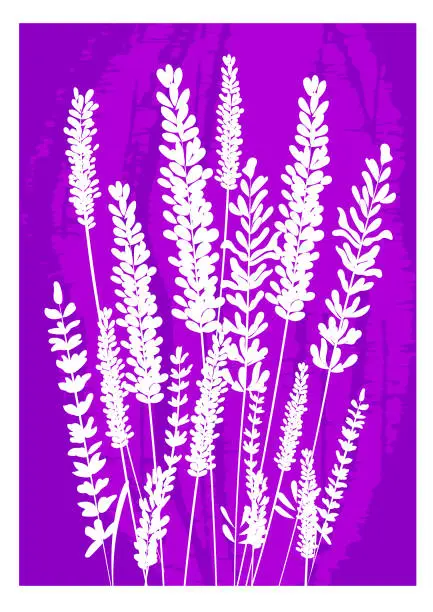 Vector illustration of Lavender