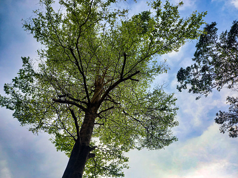 Looking up towards the sky into the Canopy of a grove of tall Eucaluptus trees, which has been planted in Magoebaskloof South Africa, in black and white. This Groove, which is older than 100 years, consist of Sydney Bluegums, Eucalyptus Saligna.