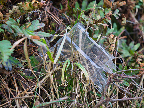 Discarded plastic food packaging in a hedgerow in Anglesey, North Wales, UK.