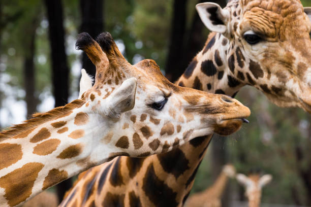 Close up of a giraffe head with trees in the background