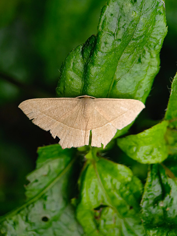 The blood-vein (Timandra comae) is a moth of the family Geometridae.