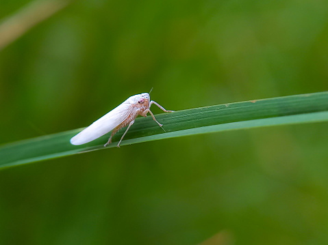 The White-backed Planthopper or Sogatella furcifera Horvarth is a type of planthopper that has a body smaller than a rice grain,