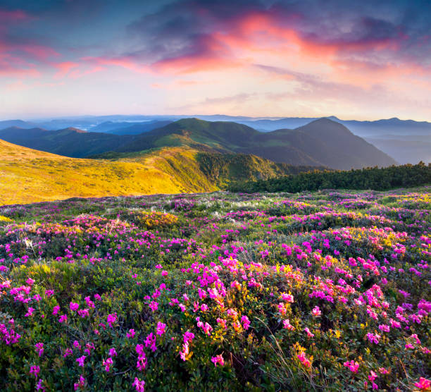 istock Magic pink rhododendron flowers in the mountains. 2053015319