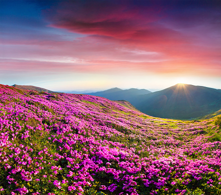 Colorful summer sunrise with fields of blooming rhododendron flowers. Splendid outdoors scene in the Carpathian mountains, Ukraine, Europe. Beauty of nature concept background.