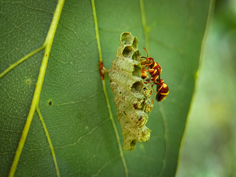 Wasp nest in a leaf