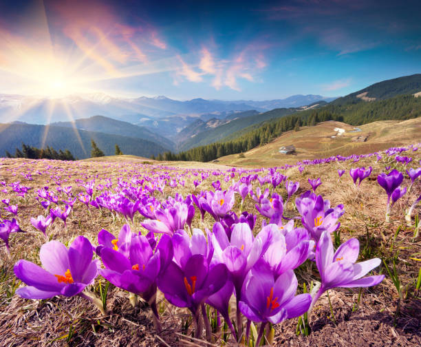 istock Colorful spring landscape in Carpathian mountains with fields of blooming crocuses. 2053016370