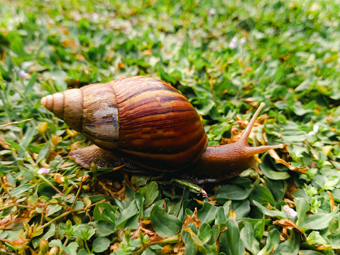 A snail is walking in the grass