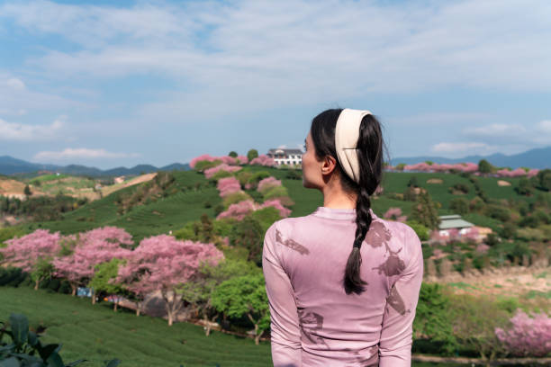 Back view of Asian woman admiring cherry blossoms on top of mountain