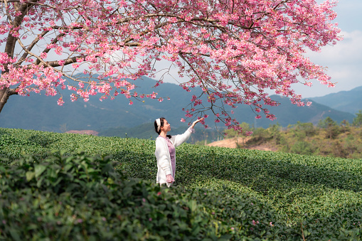 Asian woman admiring beautiful cherry blossoms in tea garden