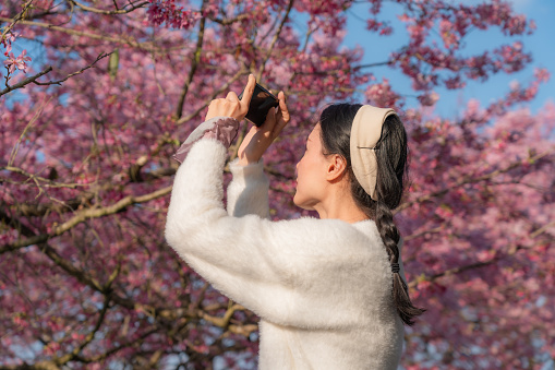 Asian beauty uses mobile phone to take photos while admiring cherry blossoms