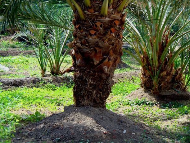 istock Base Trunk of Date Palm 2053022273