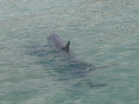 Dolphin shot in Nassau Bahamas