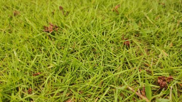 istock burial ground covered with green grass 2053031615